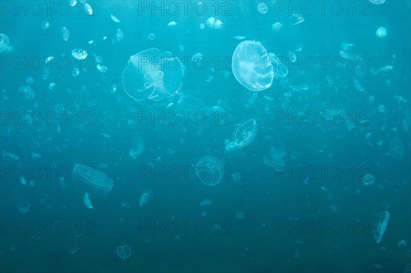 Moon Jelly