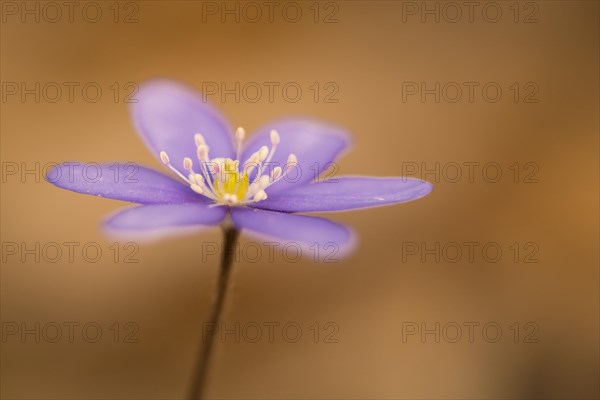 Hepatica or Liverwort (Hepatica nobilis)