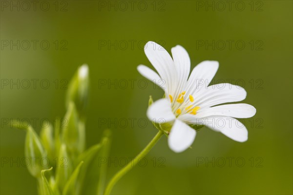 Greater Stitchwort (Stellaria holostea)