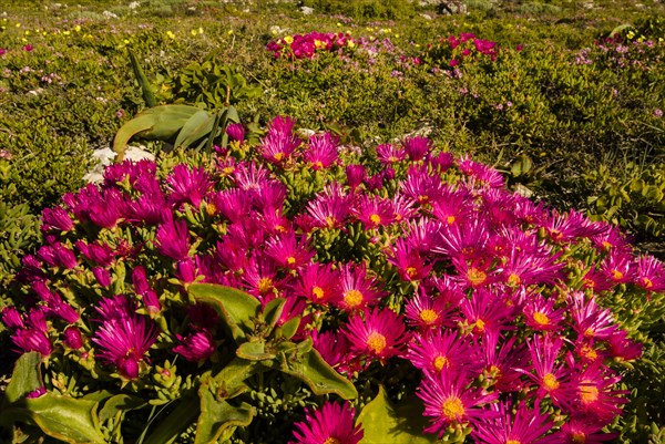 Livingstone Daisy (Dorotheanthus bellidiformis)