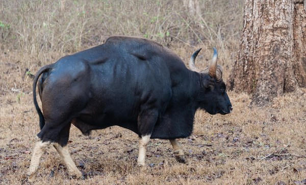 Gaur (Bos gaurus)