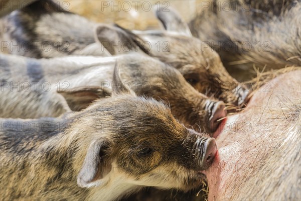 Mangalitsa pigs (Sus scrofa domestica)