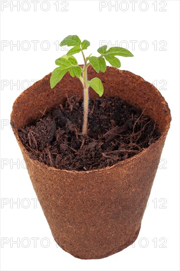 Tomato plant (Solanum lycopersicum) growing in a biodegradable pot