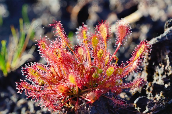 Oblong-leaved Sundew (Drosera intermedia)