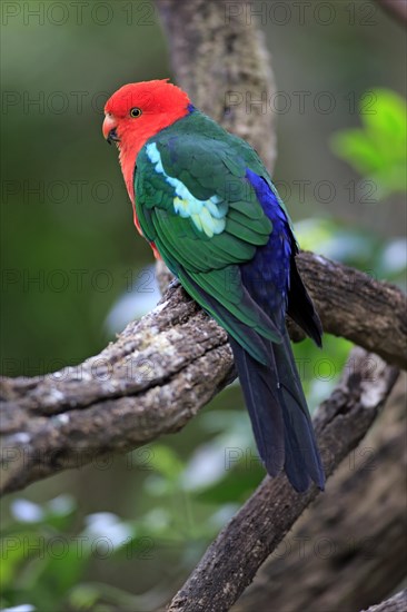 Australian King Parrot (Alisterus scapularis)