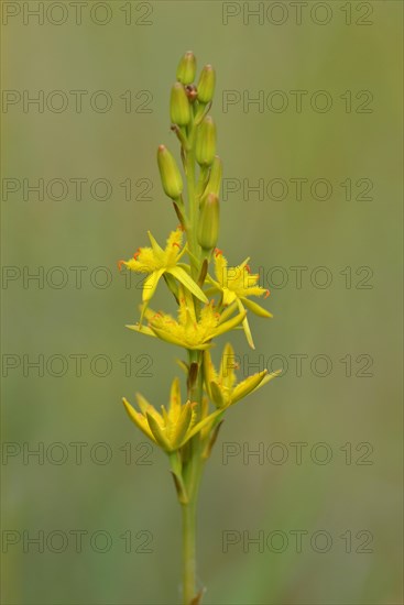 Bog Asphodel (Narthecium ossifragum)