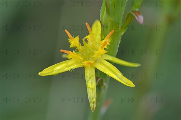 Bog Asphodel (Narthecium ossifragum)