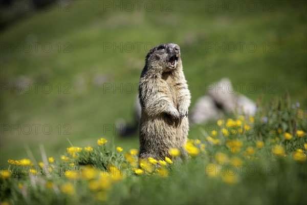 Alpine Marmot (Marmota marmota)