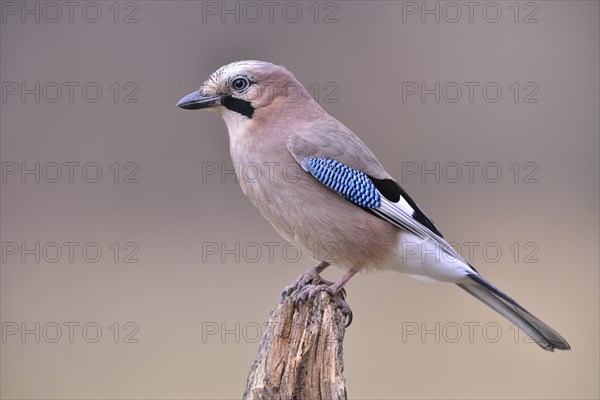 Eurasian Jay (falco tinnunculus)