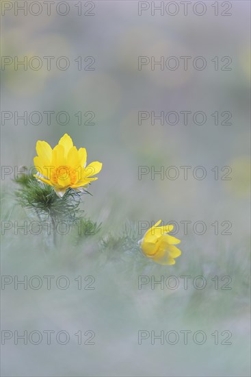 Pheasant's eye (Adonis vernalis)