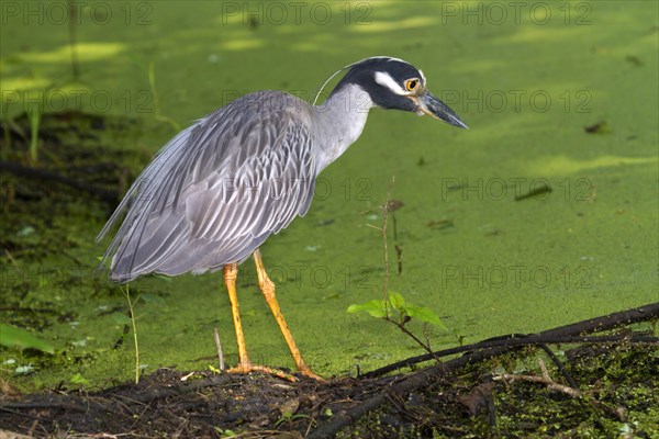 Yellow-crowned Night Heron (Nyctanassa violacea) in a swamp