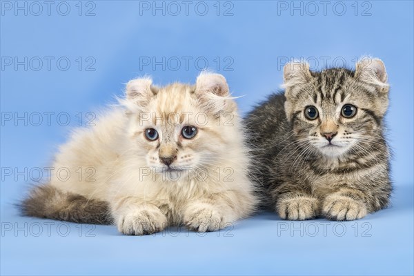 Two breedscats American Curl (Felis silvestris catus)