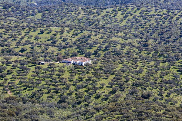 Dehesa of Extremadura