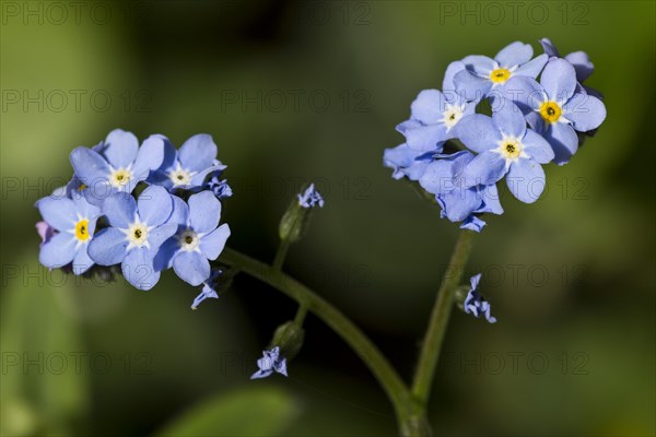 Forget-me-not (Myosotis sylvatica)