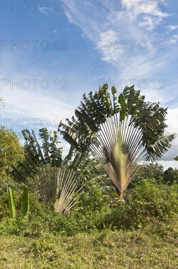 Traveller's Tree or Traveller's Palm (Ravenala madagascariensis) in its natural habitat near Manakara