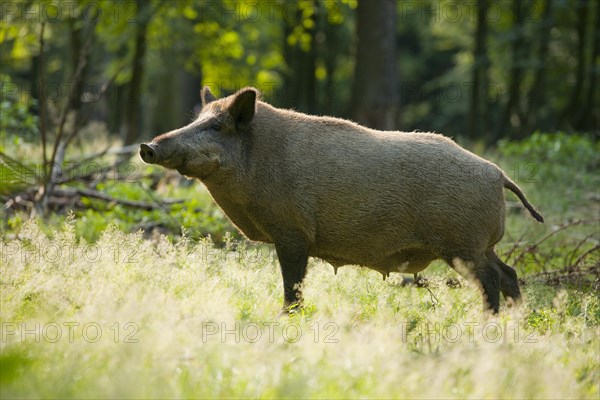 Wild boar (Sus scrofa)