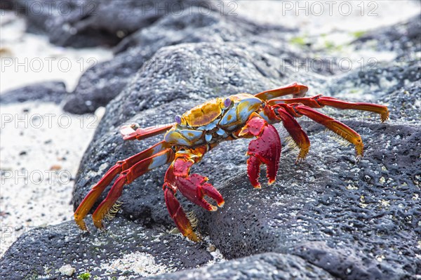 Sally Lightfoot crab (Grapsus grapsus)