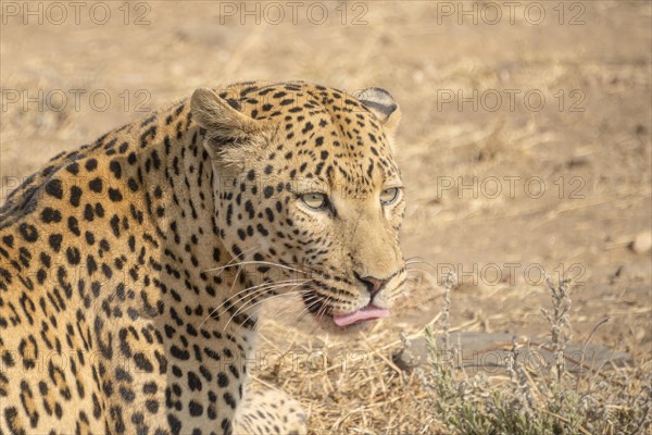 Leopard (Panthera pardus)