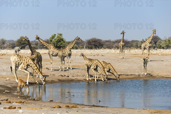 Giraffe (Giraffa camelopardalis) and Blackfaced Impala (Aepyceros melampus petersi) drinking at Chudob waterhole