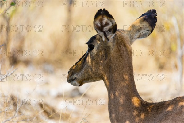 Black Faced Impala (Aepyceros melampus petersi)