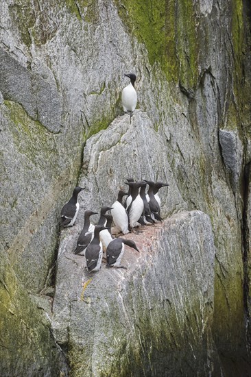 Thick-billed Murres (Uria lomvia) perched on cliffs