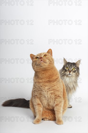 Two cats