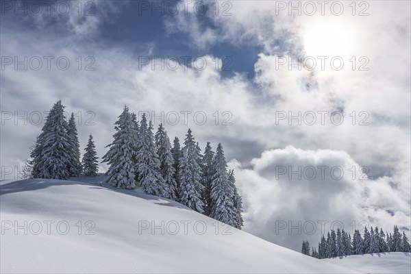 Group of coniferous trees with snow and hoarfrost