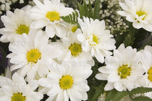 Close-up of freshly cut chrysanthemum flowers for sale at an outdoor market