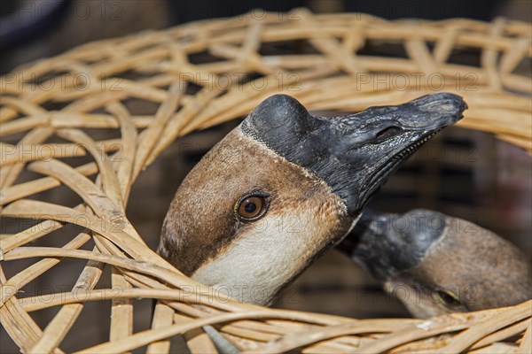 Knob Goose (Anser cygnoides f. domestica) in a basket