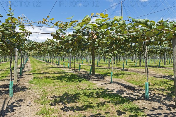 Kiwi fruits (Actinidia deliciosa)