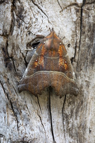 The Herald (Scoliopteryx libatrix)