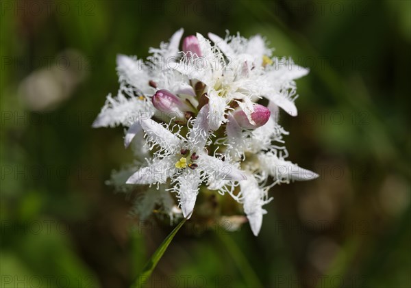 Bogbean (Menyanthes trifoliata)