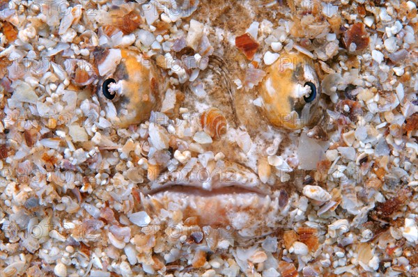 Atlantic Stargazer (Uranoscopus scaber)