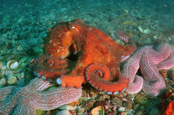 Giant Pacific Octopus