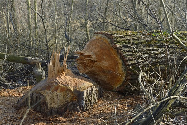 Tree chewed down by a beaver