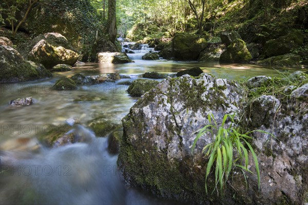 Brook of Myra Falls