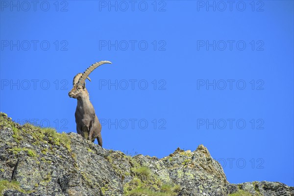 Alpine Ibex (Capra ibex)