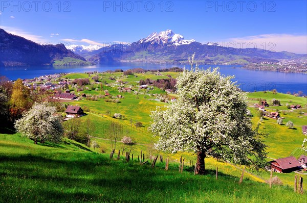 Fruit trees in full bloom near Weggis