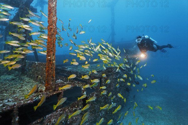 Divers watching school of Bigeye Snappers (Lutjanus lutjanus)