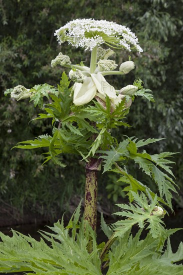 Giant hogweed (Heracleum mantegazzianum)