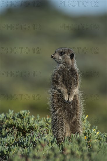 Meerkat (Suricata suricatta)