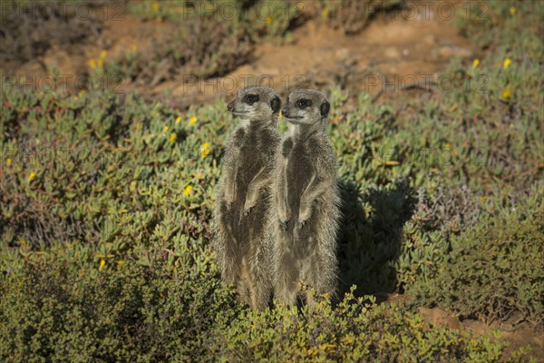 Two Meerkats (Suricata suricatta)