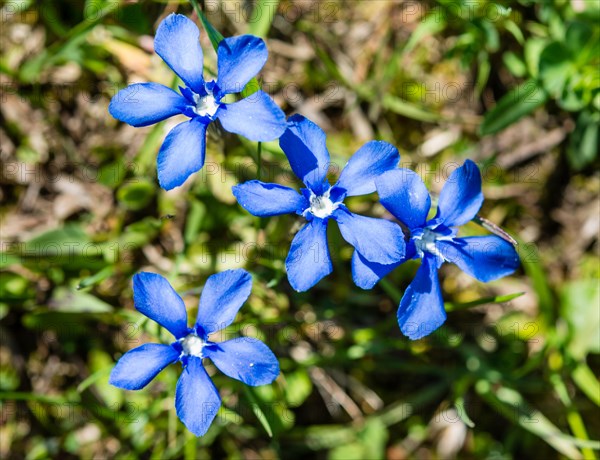 Spring Gentian (Gentiana verna)