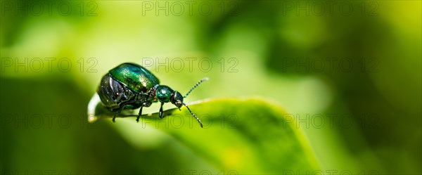 Green Dock Beetle (Gastrophysa viridula)