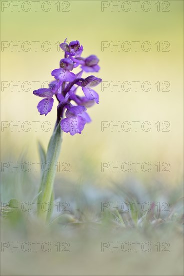 Green-winged Meadow Orchid or Green-winged Orchid (Orchis morio) growing on a dry slope