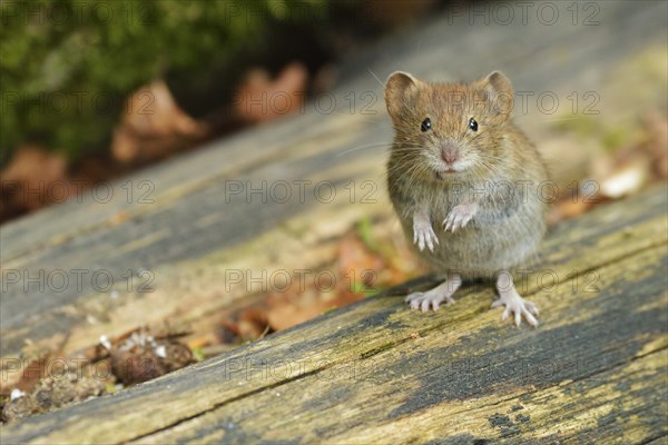 Bank vole (Myodes glareolus)