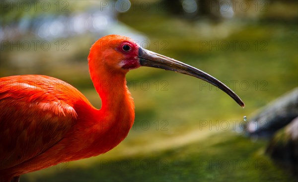 Scarlet Ibis (Eudocimus ruber)