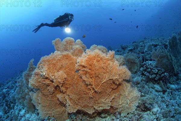 Scuba diver holding a lamp looking at Giant Sea Fan (Annella mollis)