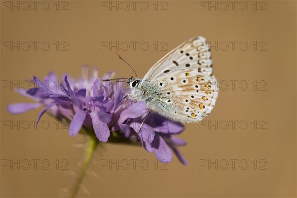 Adonis Blue (Polyommatus bellargus