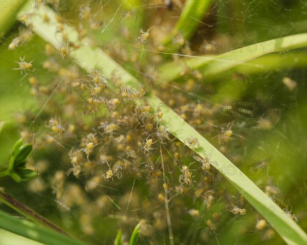 Raft spider (Dolomedes fimbriatus)